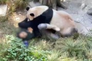 爆料潮汕熊猫视频,网友直呼“萌化人心”